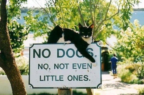 No Dogs - Cat humor