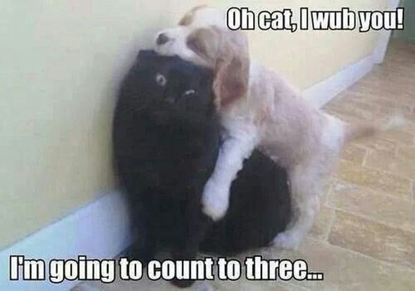Oh Cat, I Wub You - Cat humor