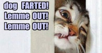 OMG! Dog Farted! - Cat humor