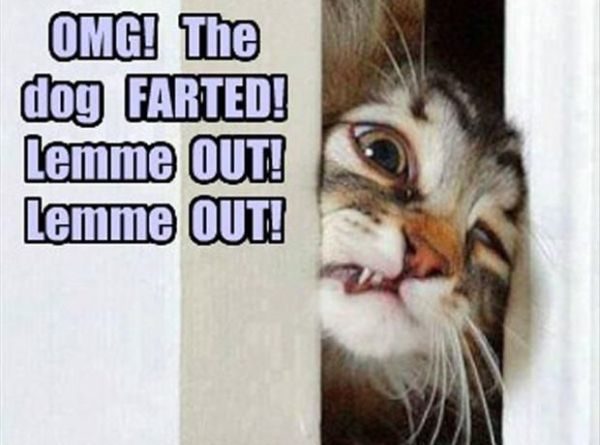 OMG! Dog Farted! - Cat humor