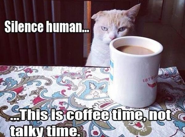 Silence Human... - Cat humor