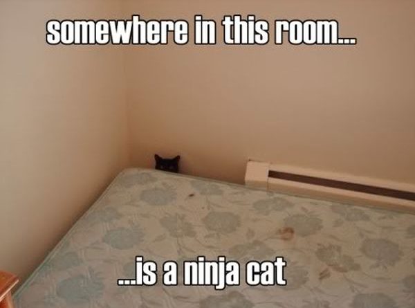 Somewhere In This Room... - Cat humor