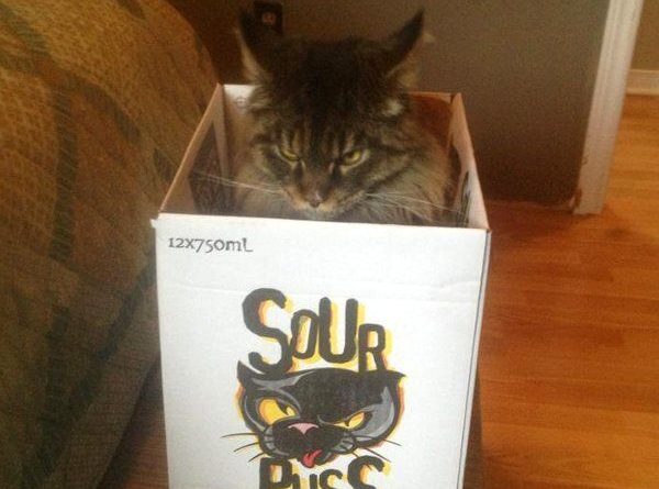 Sour Puss - Cat humor