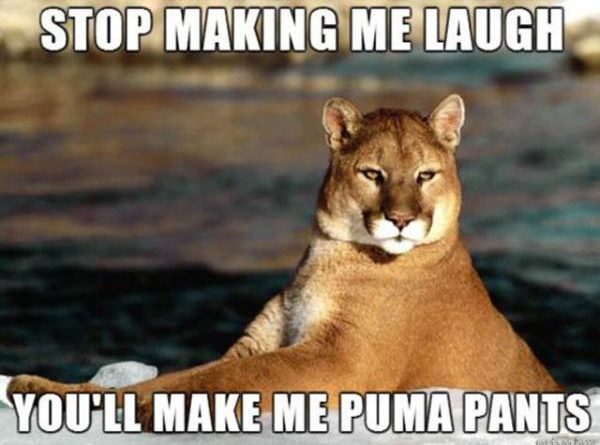 Stop Making Me Laugh - Cat humor