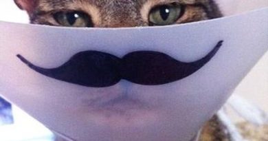 The New Mustache Cone - Cat humor