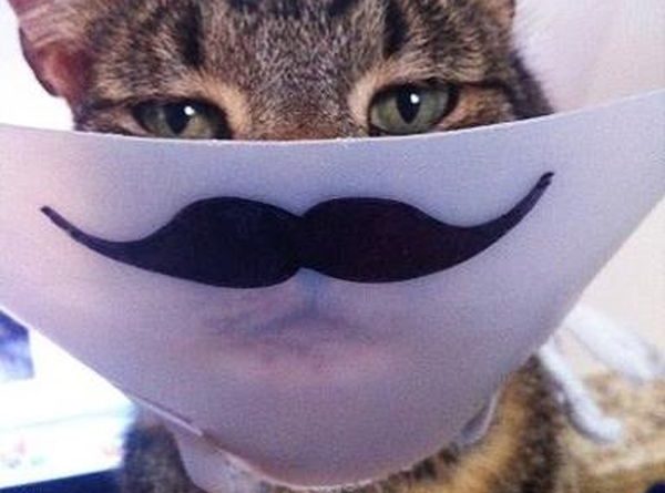 The New Mustache Cone - Cat humor