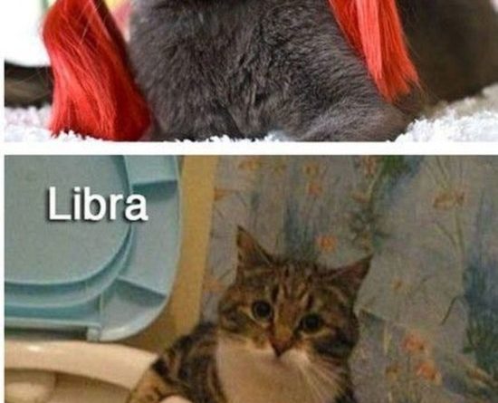 The Twelve Cats Of The Zodiac - Cat humor