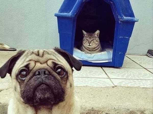 Today The Doghouse - Cat humor