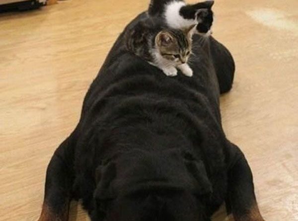 This Is What Happens When You Leave A Vicious Rottweiler Alone With Two Kittens - Cat humor