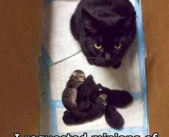 I Requested Minions Of Darkness - Cat humor