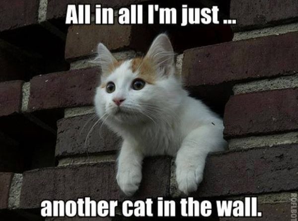 Just Another Cat In The Wall - Cat humor