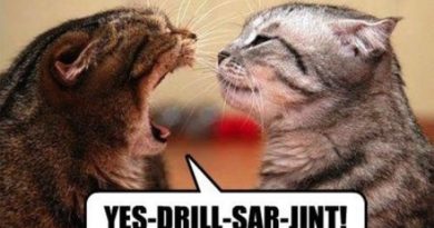 Army Cat - Cat humor