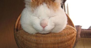 Basketcat - Cat humor