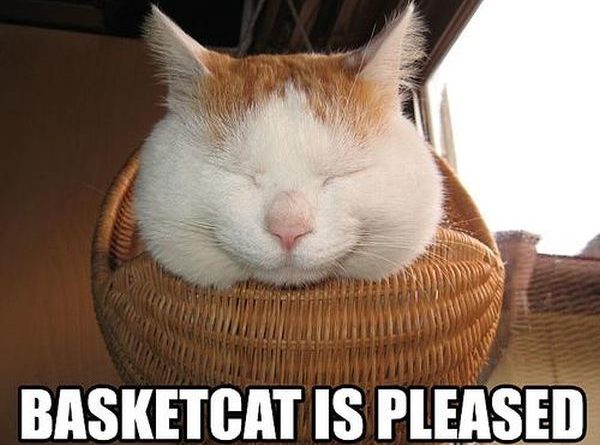 Basketcat - Cat humor