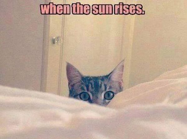 Beginning Of The Day - Cat humor