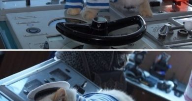 Captain Cat - Cat humor
