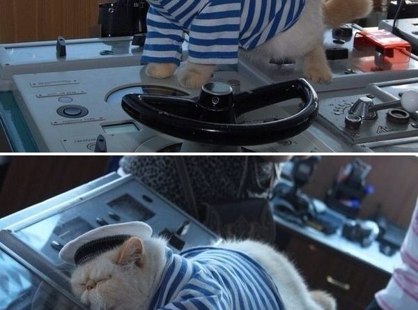 Captain Cat - Cat humor