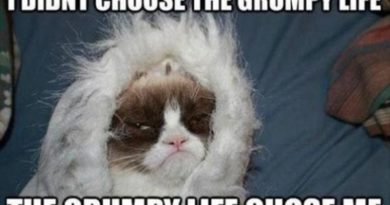 Grumpy Life - Cat humor