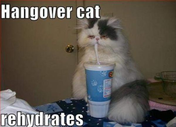 Hangover Cat - Cat humor