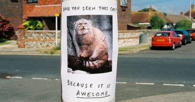 Have You Seen This Cat? - Cat humor