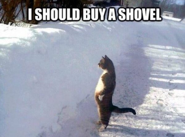 I Should Buy A Shovel - Cat humor
