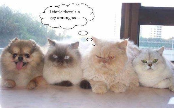 I Think There's A Spy Among Us - Cat humor