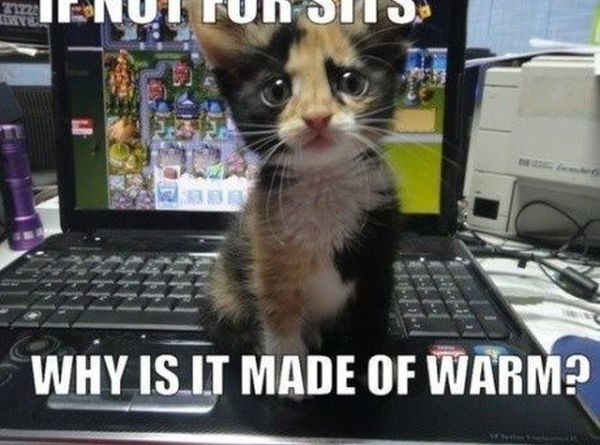 If Not For Sits - Cat humor