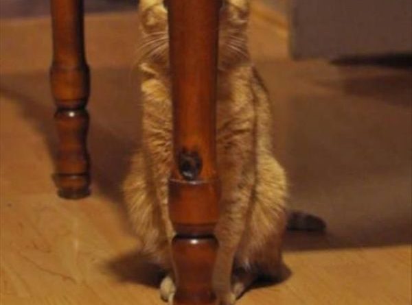 Master Of Stealth - Cat humor