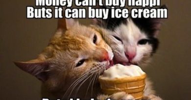Money Can't Buy Happi - Cat humor