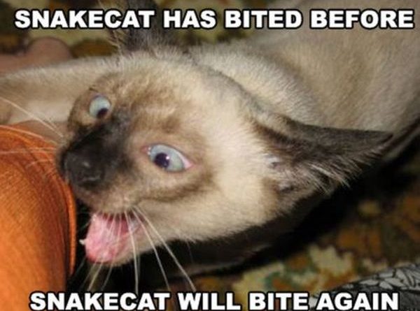 Snakecat - Cat humor