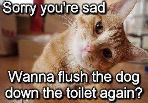 Sorry You're Sad - Cat humor