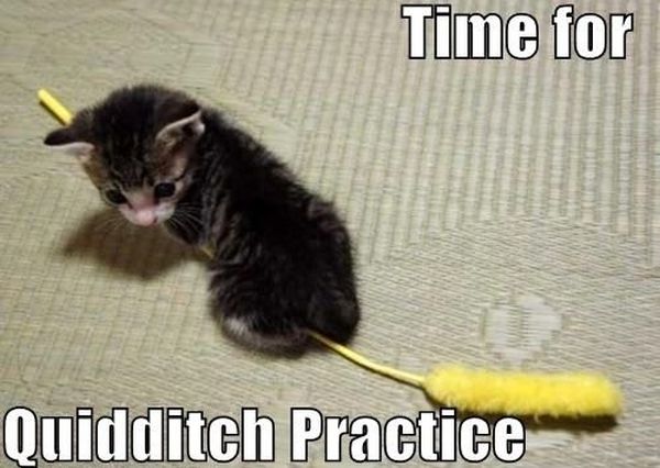 Time For Quidditch Practice - Cat humor