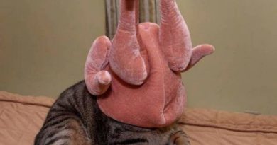 Ready For Thanksgiving - Cat humor