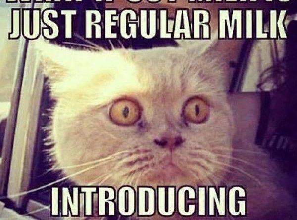 What If Soy Milk Is Just Regular Milk - Cat humor