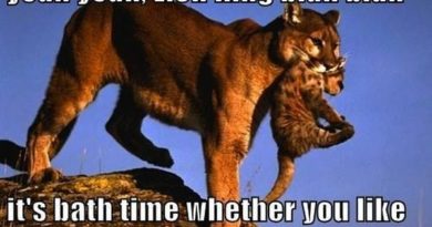 Yeah Yeah, Lion King - Cat humor