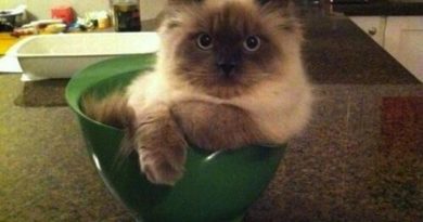 Wait, You Need This Bowl? - Cat humor