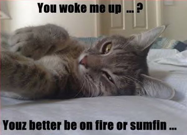 You Woke Me Up...? - Cat humor