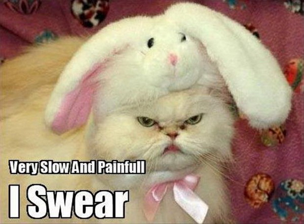 Very Slow And Painful - Cat humor