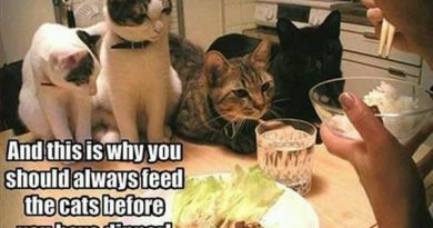 Always Feed Your Cats Before Dinner - Cat humor