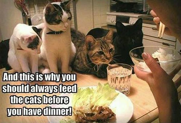 Always Feed Your Cats Before Dinner - Cat humor