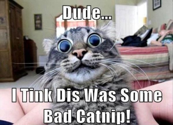 Dude... - Cat humor