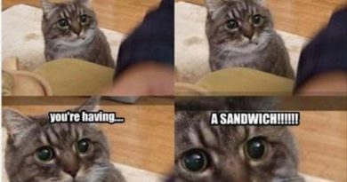 Can't Help Noticing... - Cat humor