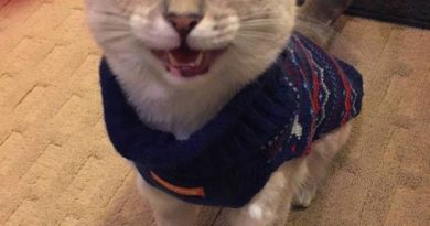 Christmas Sweater - Cat humor
