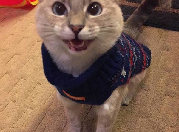 Christmas Sweater - Cat humor