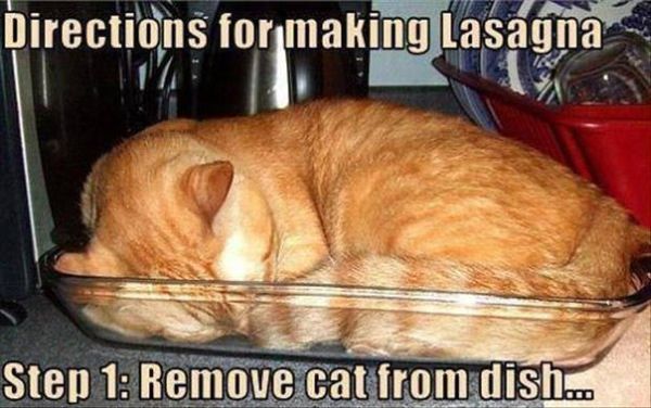 Directions For Making Lasagna - Cat humor