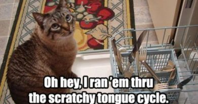 Scratchy Tongue Cycle - Cat humor