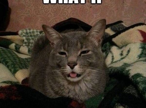 Dude, What If... - Cat humor