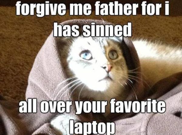 Forgive Me Father... - Cat humor