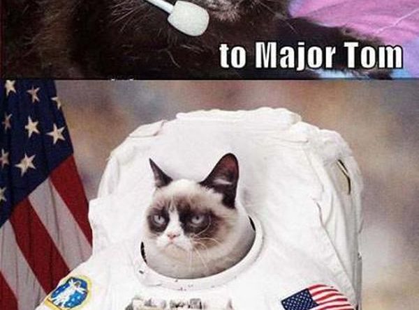 Ground Control To Major Tom - Cat humor