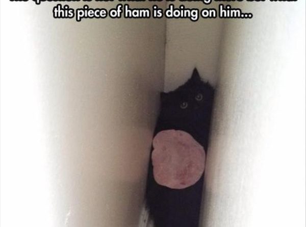Ham Cat - Cat humor